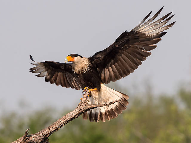 Обыкновенная каракара - Crested Caracara