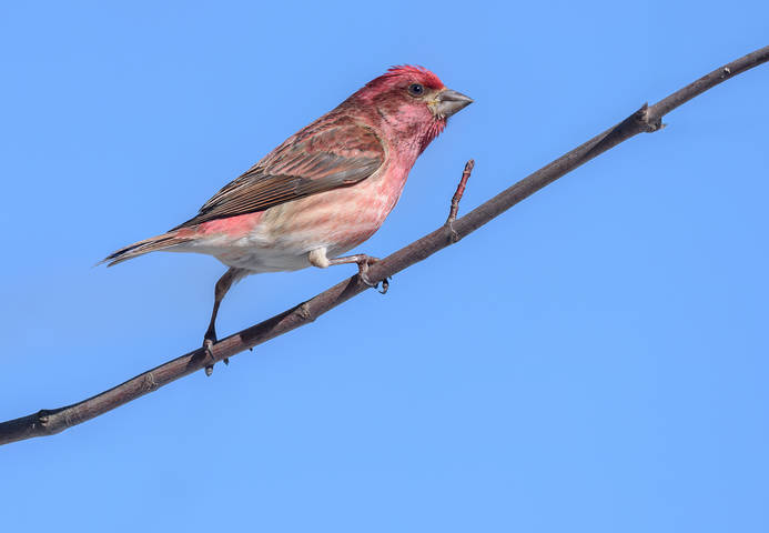 Purple Finch (male) 