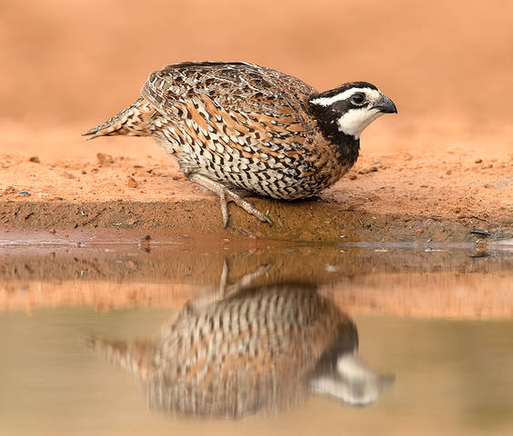Northern Bobwhite - Виргинская американская куропатка