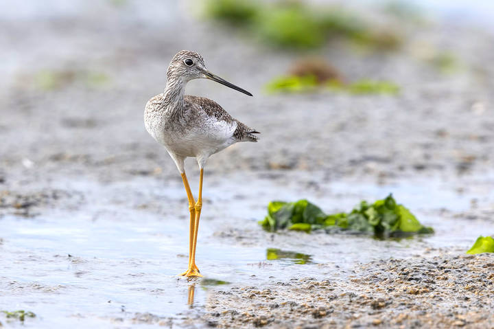 ***