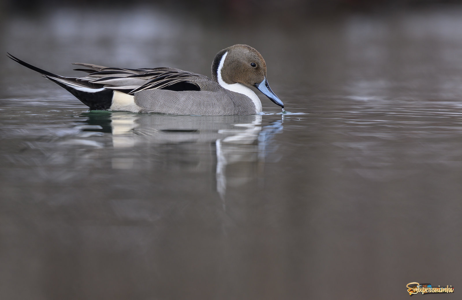 Northern pintail (male)
