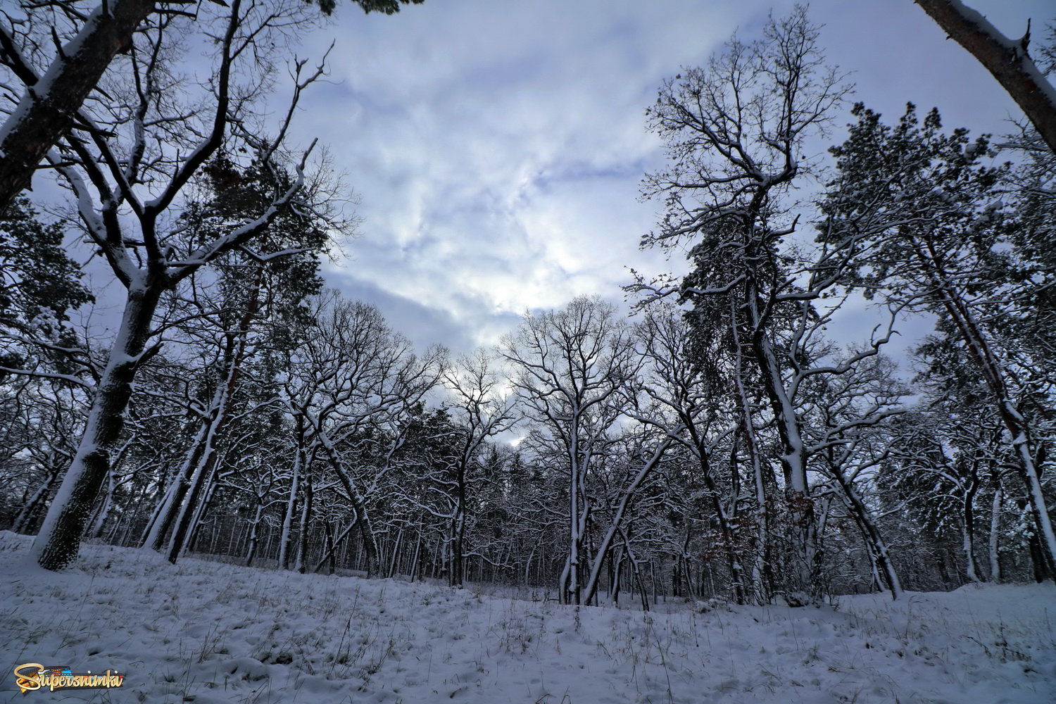  Зима в лесу.
