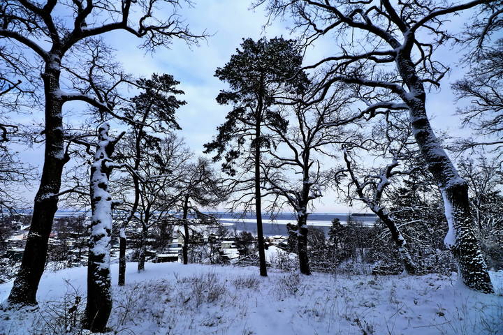  Зима в лесу.