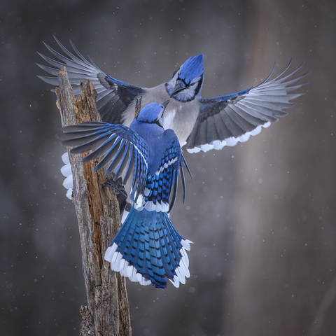 Blue jay 