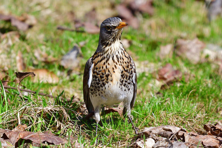 Thrush fieldfare..