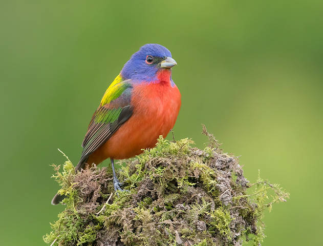 Painted bunting. male - Расписной овсянковый кардинал