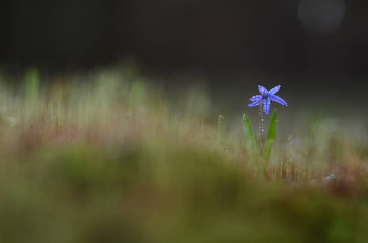 В сумеречном лесу...