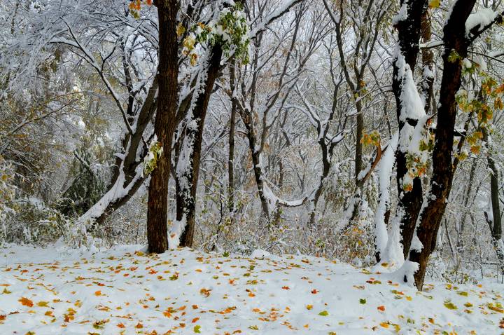 В осеннем лесу.....