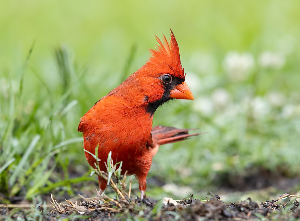 Красный кардинал, самец - Northern Cardinal, male