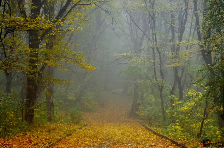 В аллеях осенних..........