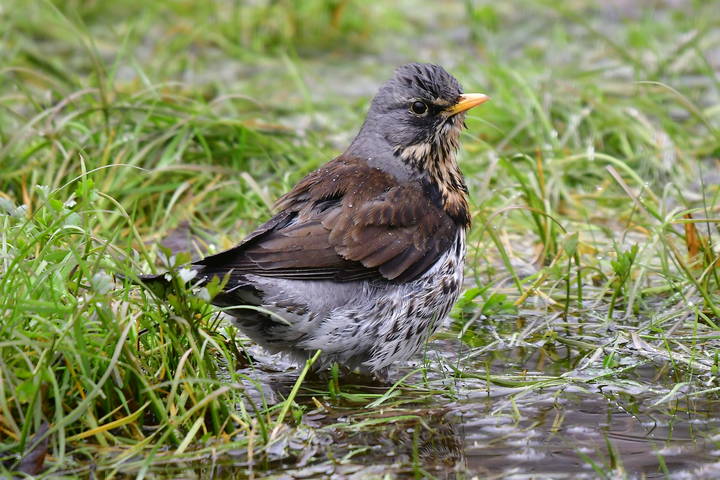 Blackbird thrush..