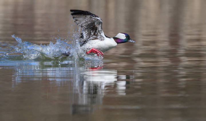 Bufflehead (м)
