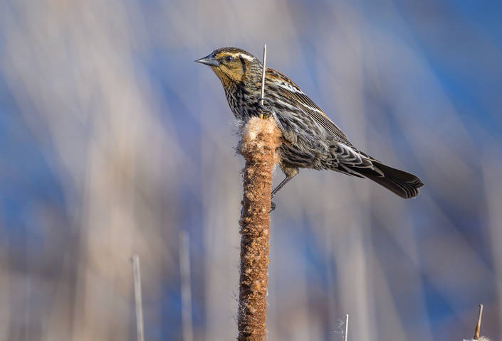 Red-winged blackbird (f)
