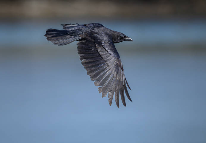 American crow