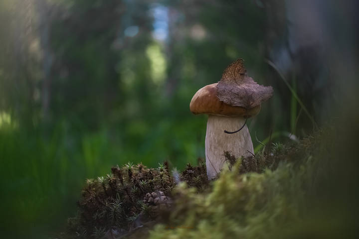 -В просторном храме тишины...