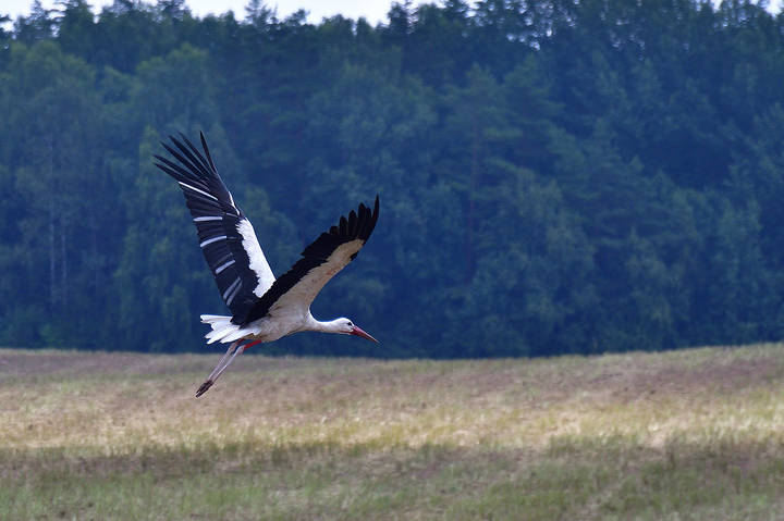 Stork..