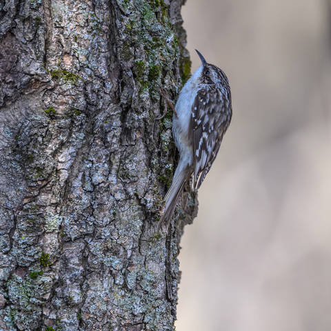 Brown creeper (American treecreeper)