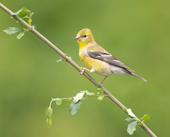 American Goldfinch - Американский чиж