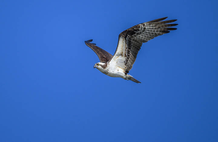 Osprey 