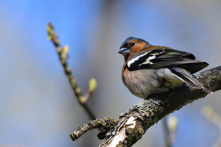 Finch..