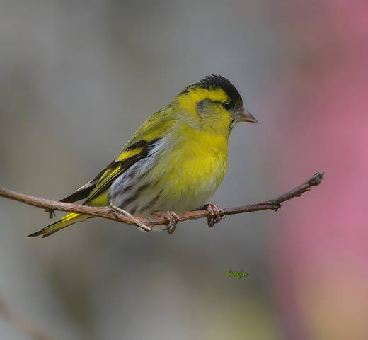 Чиж  ( лат. Carduelis spinus  )