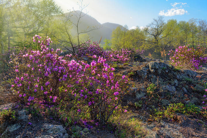 Май. Багульник
