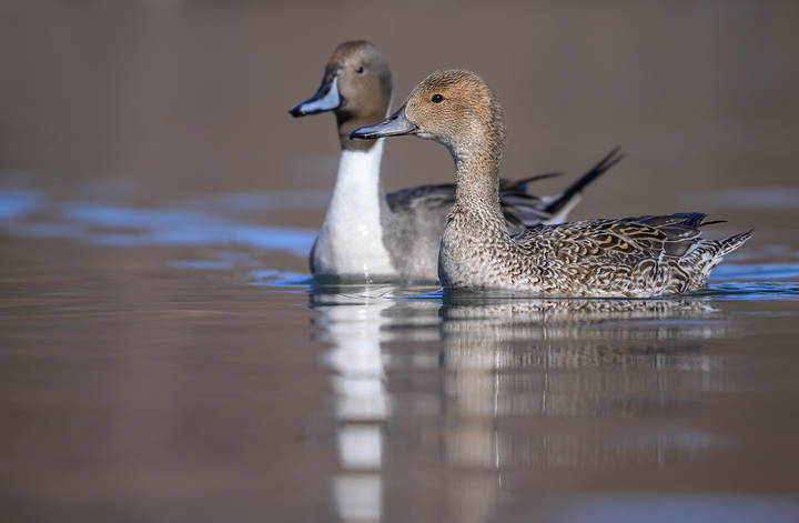 Mrs. & Mr. Northern Pintail