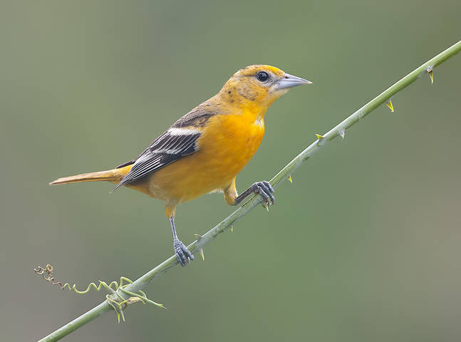 Baltimore Oriole, female - Балтиморская Иволга