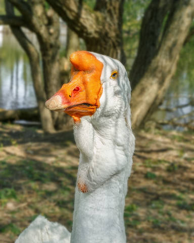 Гусики