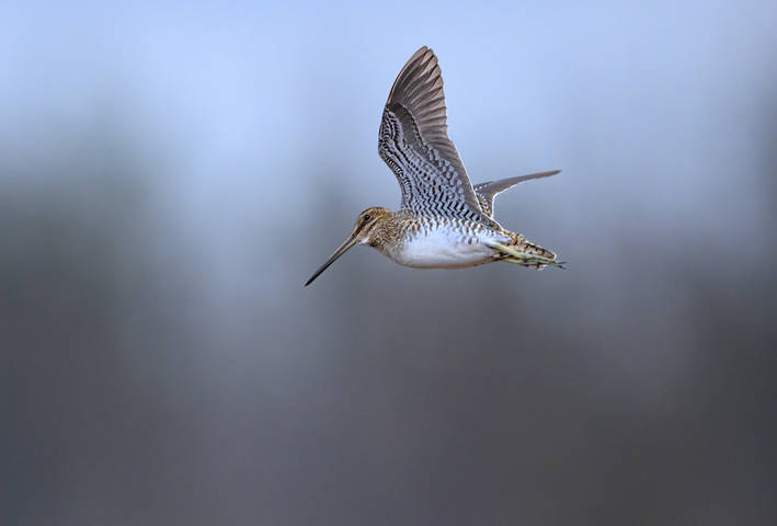 Wilson's snipe