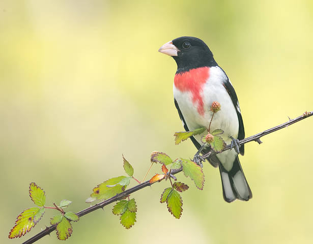 Rose-breasted Grosbeak, male - Красногрудый дубоносовый кардинал