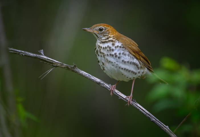 Wood Thrush (Hylocichla mustelina)