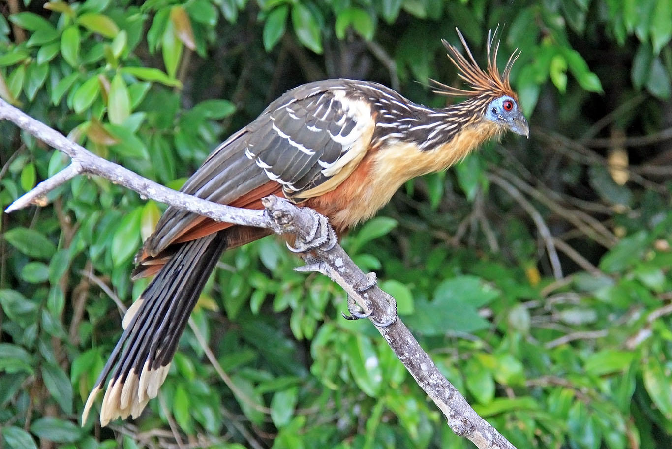 Гоацин - редкая птица Верхней Амазонии (западная Бразилия,  восточное Перу)