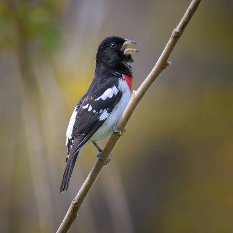 Rose-breasted Grosbeak