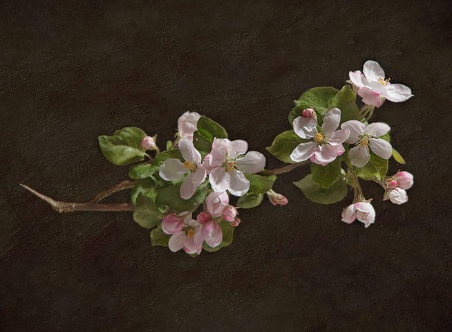 яблоневый этюд