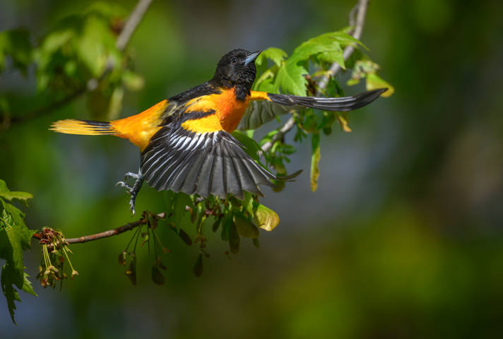 Baltimore Oriole (m)