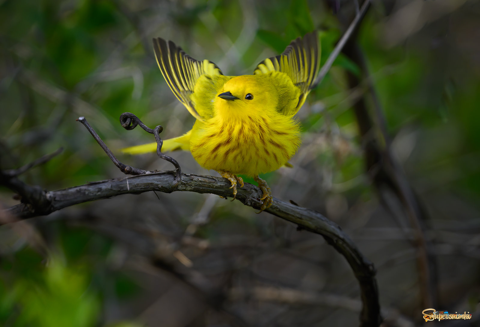 American yellow warbler 