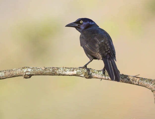 Common grackle