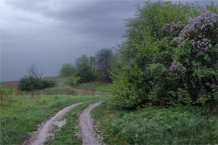 Сирень под дождём