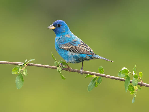 Indigo bunting. Индиговый овсянковый кардинал