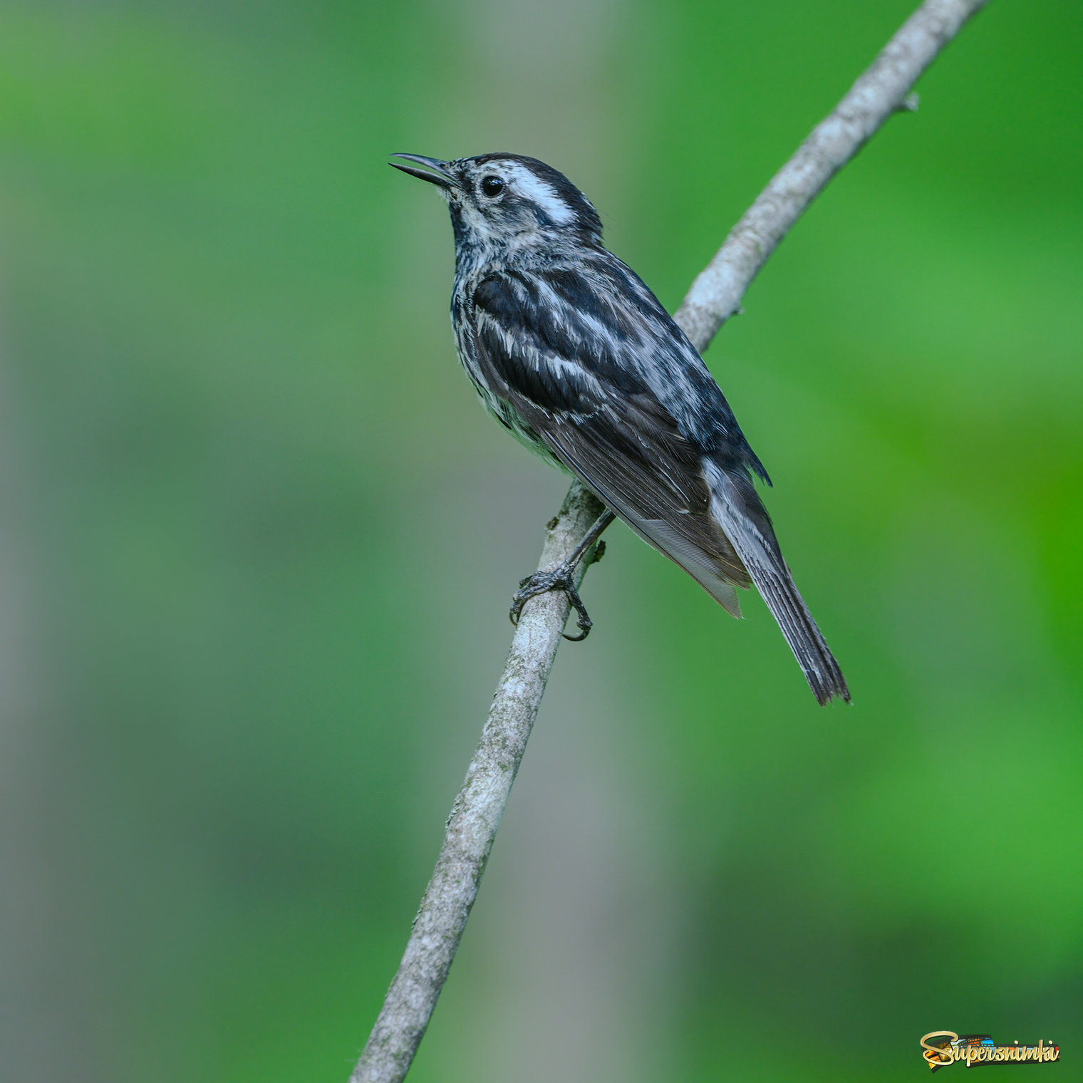  Black-and-white warbler