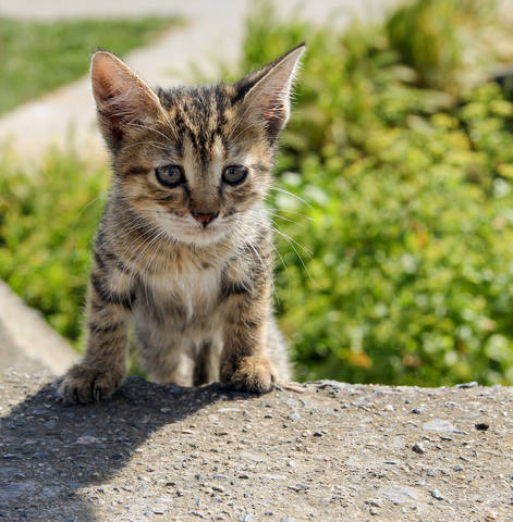Бездомные коты Стамбула