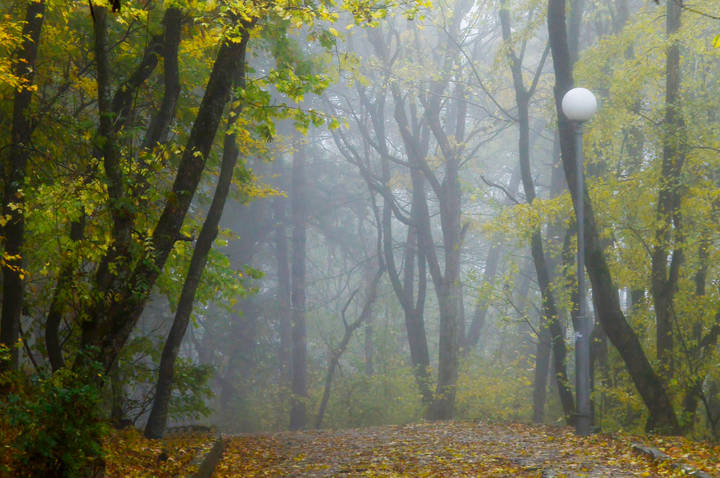 В осеннем парке........