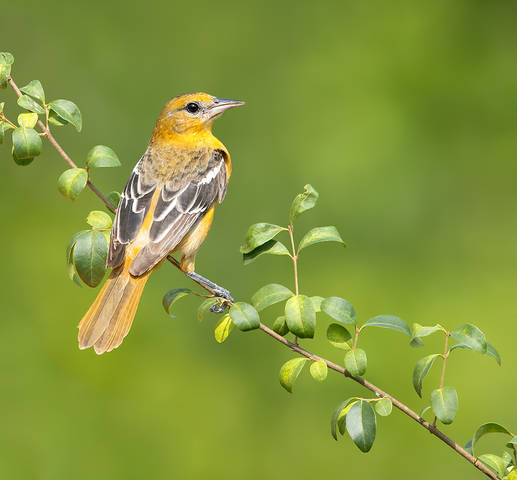 Baltimore Oriole, female - Балтиморская Иволга
