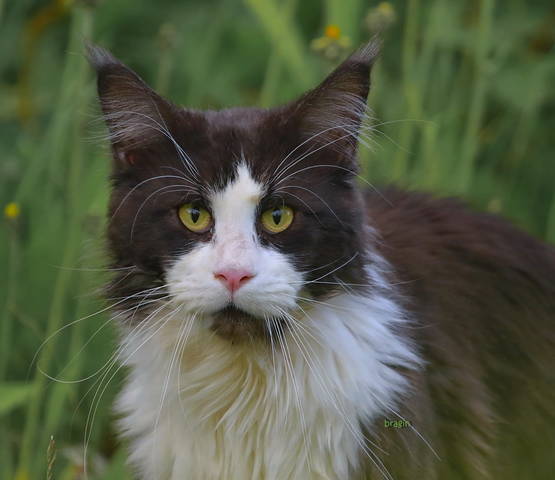 взгляд  проходящего мимо кота...