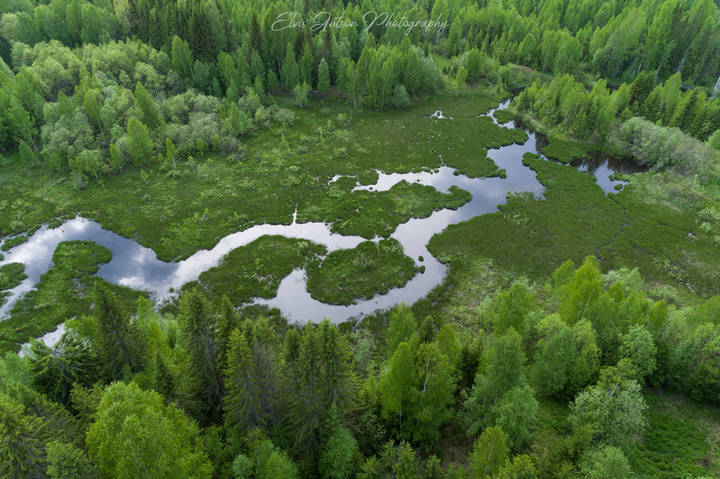 Сказки кологривского леса...