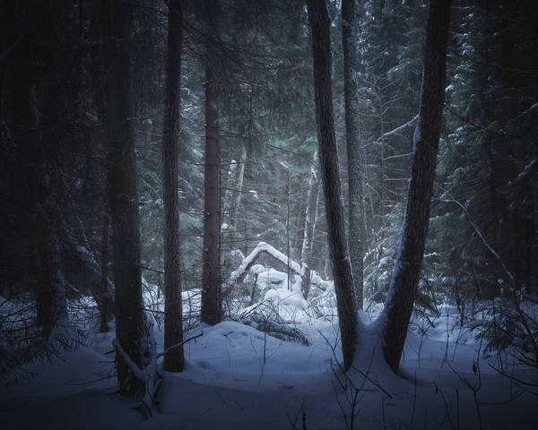 В зимнем лесу