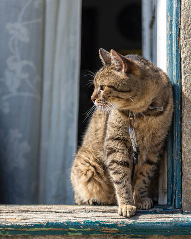  Цепной кот