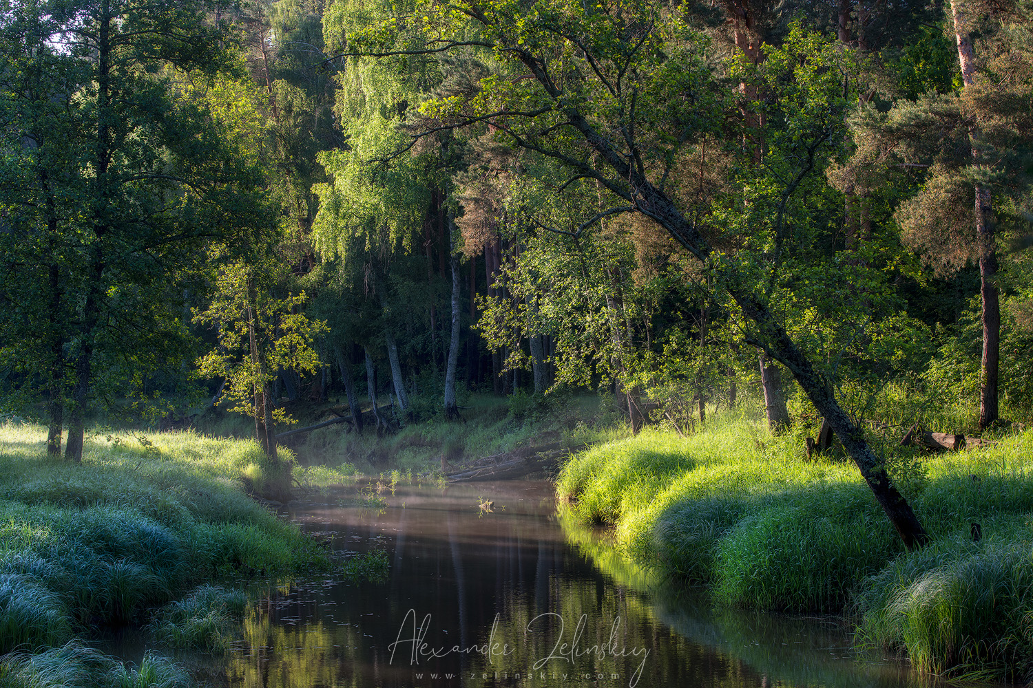 Утро на лесной речке