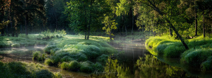 Утро на лесной речке